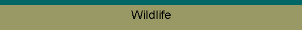 Wildlife