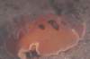 as_sce_801_small.jpg